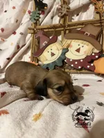 Rosie - Shade Cream , a female Miniature Dachshund for sale in East Dover, VT – 10 of 10