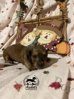 Boomer - Shade Cream , a male Miniature Dachshund for sale in East Dover, VT – 7 of 10
