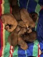 Bruno - Mini Wirehair , a male Dachshund for sale in East Dover, VT – 4 of 5