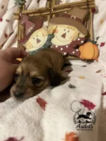 Rosie - Shade Cream , a female Miniature Dachshund for sale in East Dover, VT – 3 of 10