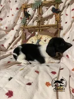 Sprite - Blk Piebald LH , a male Miniature Dachshund for sale in East Dover, VT – 6 of 10