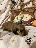 Rosie - Shade Cream , a female Miniature Dachshund for sale in East Dover, VT – 9 of 10