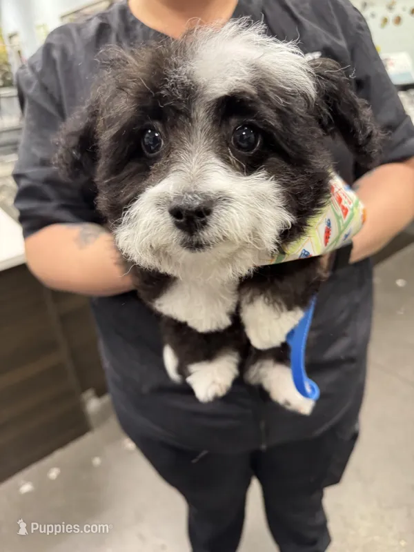 Ace, a male Chihuahua and Poodle - Miniature  for sale in Sacramento, CA – Photo 1 of 1