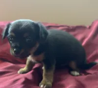 Josie, a female Chihuahua and Papillon for sale in Largo, FL – 3 of 3