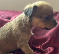Honey, a female Chihuahua and Papillon for sale in Largo, FL – 3 of 4