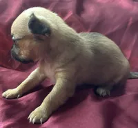 Peaches, a female Chihuahua and Papillon for sale in Largo, FL – 4 of 4