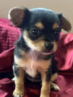 Pippa, a female Chihuahua and Papillon for sale in Largo, FL – 4 of 4