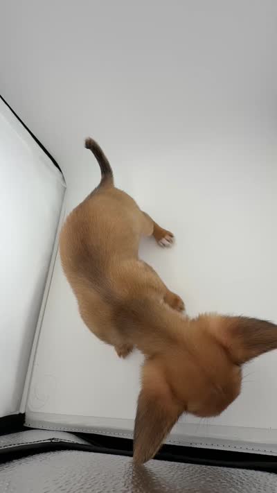 Peaches, a female Chihuahua and Papillon for sale in Largo, FL – 2 of 9