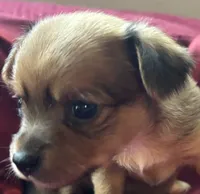 Honey, a female Chihuahua and Papillon for sale in Largo, FL – 2 of 4