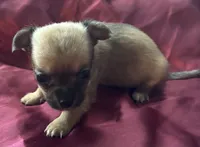 Peaches, a female Chihuahua and Papillon for sale in Largo, FL – 2 of 4