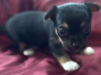Tessa, a female Chihuahua and Papillon for sale in Largo, FL – 3 of 5