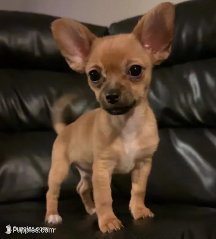 Peaches – Chihuahua, Papillon puppy for sale in Largo, FL