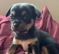 Dottie, a female Chihuahua and Papillon for sale in Largo, FL – 2 of 3