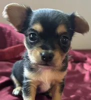 Pippa, a female Chihuahua and Papillon for sale in Largo, FL – 1 of 4