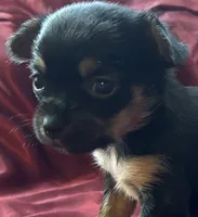 Tessa, a female Chihuahua and Papillon for sale in Largo, FL – 5 of 5