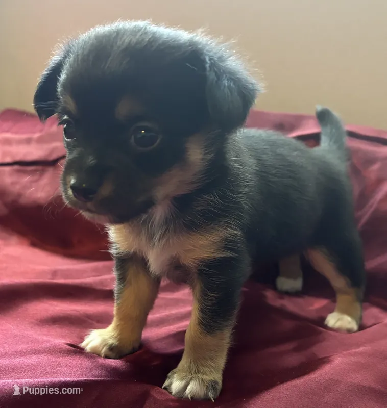 Tilly – Chihuahua, Papillon puppy for sale in Largo, FL