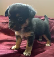 Tilly, a female Chihuahua and Papillon for sale in Largo, FL – 1 of 5