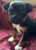 Tessa, a female Chihuahua and Papillon for sale in Largo, FL – 2 of 5