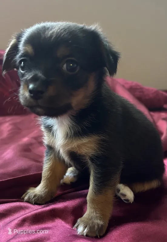 Josie – Chihuahua, Papillon puppy for sale in Largo, FL