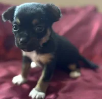 Tessa, a female Chihuahua and Papillon for sale in Largo, FL – 4 of 5