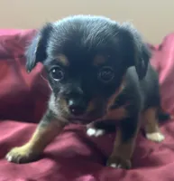 Josie, a female Chihuahua and Papillon for sale in Largo, FL – 2 of 3