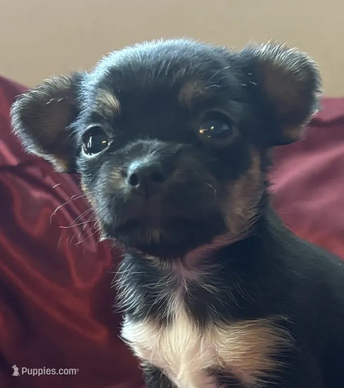 Tessa – Chihuahua, Papillon puppy for sale in Largo, FL