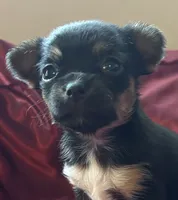 Tessa, a female Chihuahua and Papillon for sale in Largo, FL – 1 of 5