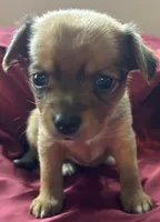 Honey, a female Chihuahua and Papillon for sale in Largo, FL – 4 of 4