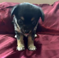 Tilly, a female Chihuahua and Papillon for sale in Largo, FL – 2 of 5