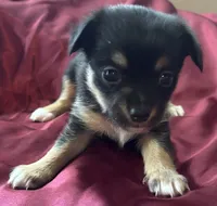 Tilly, a female Chihuahua and Papillon for sale in Largo, FL – 4 of 5