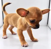 Peaches, a female Chihuahua and Papillon for sale in Largo, FL – 3 of 9