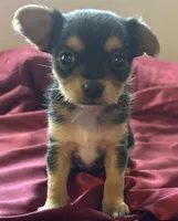 Pippa, a female Chihuahua and Papillon for sale in Largo, FL – 3 of 4