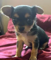 Pippa, a female Chihuahua and Papillon for sale in Largo, FL – 2 of 4