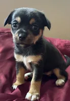 Dottie, a female Chihuahua and Papillon for sale in Largo, FL – 1 of 3