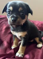 Dottie, a female Chihuahua and Papillon for sale in Largo, FL – 3 of 3