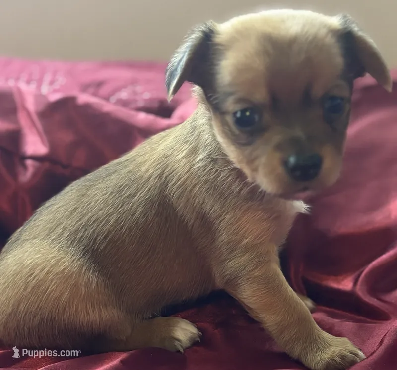Honey – Chihuahua, Papillon puppy for sale in Largo, FL