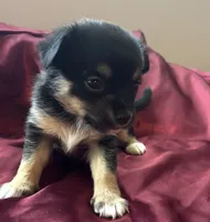 Tilly, a female Chihuahua and Papillon for sale in Largo, FL – 3 of 5