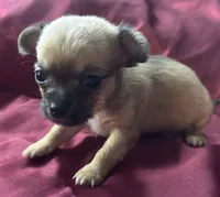 Peaches, a female Chihuahua and Papillon for sale in Largo, FL – 3 of 4
