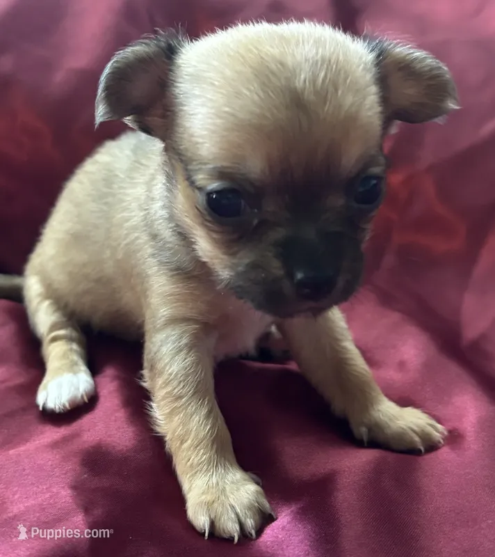 Peaches – Chihuahua, Papillon puppy for sale in Largo, FL