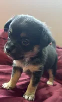 Tilly, a female Chihuahua and Papillon for sale in Largo, FL – 5 of 5