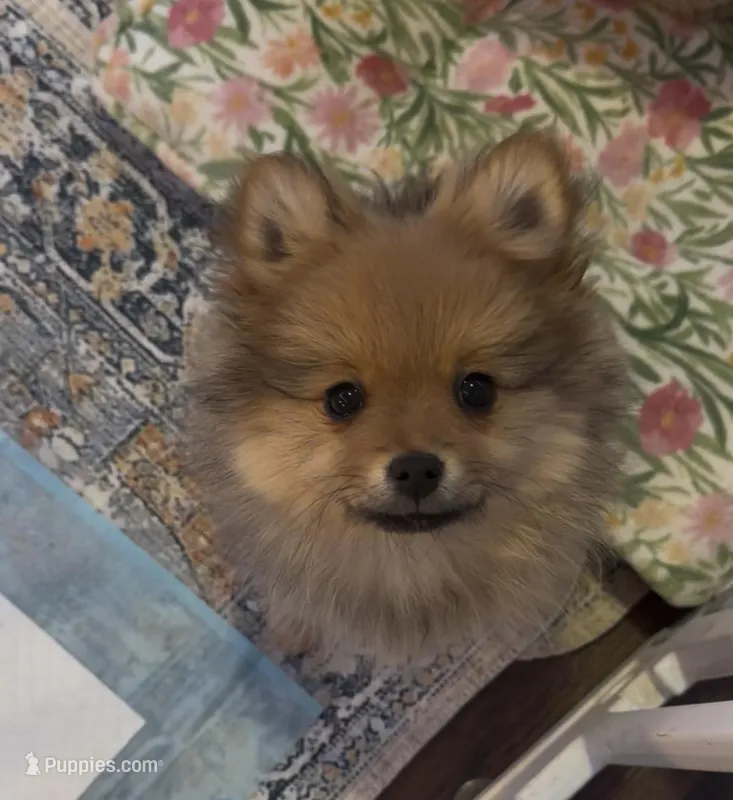 Olive – Pomeranian puppy for sale in Denver, CO