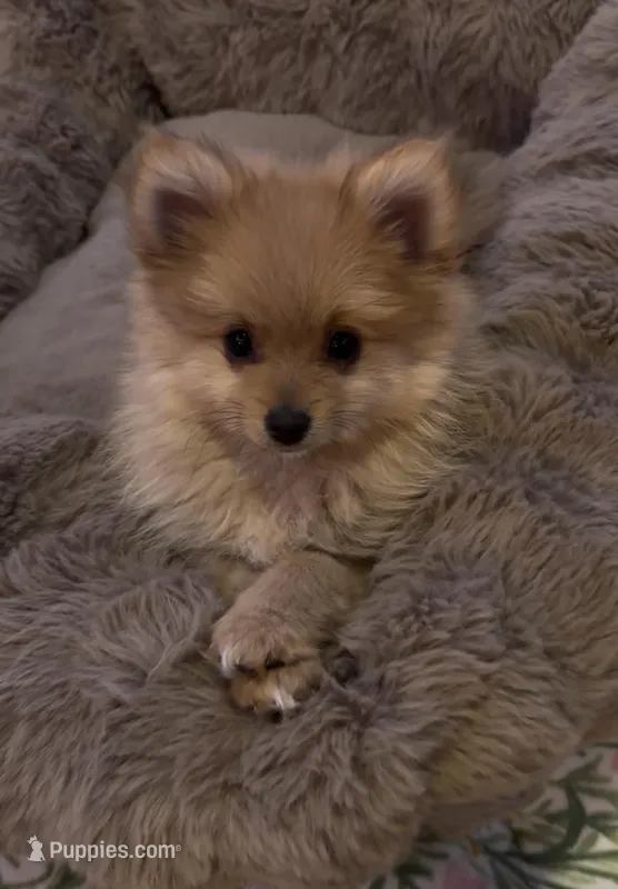 Todd – Pomeranian puppy for sale in Denver, CO