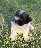 Ms LP(Liver Parti), a female Miniature Schnauzer for sale in Spartanburg, SC – 2 of 3