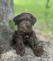 Ms Cinnamon(Toy size Liver), a female Miniature Schnauzer for sale in Spartanburg, SC – 3 of 3