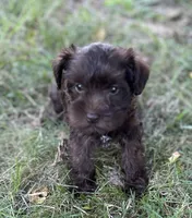 Ms Angel (Toy size), a female Miniature Schnauzer for sale in Spartanburg, SC – 2 of 3