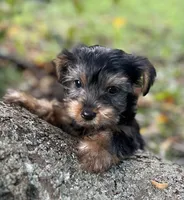 Ms Bella, a female Yorkshire Terrier for sale in Spartanburg, SC – 2 of 3