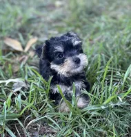 Ms Molly, a female Miniature Schnauzer and Yorkshire Terrier for sale in Spartanburg, SC – 3 of 5