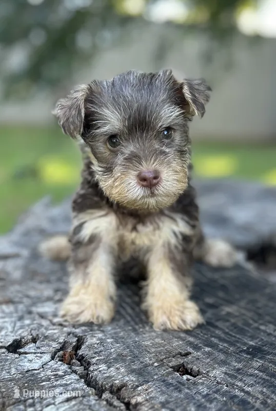 Mr Fireball – Miniature Schnauzer, Yorkshire Terrier puppy for sale in Spartanburg, SC