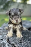 Mr Fireball, a male Miniature Schnauzer and Yorkshire Terrier for sale in Spartanburg, SC – 1 of 3