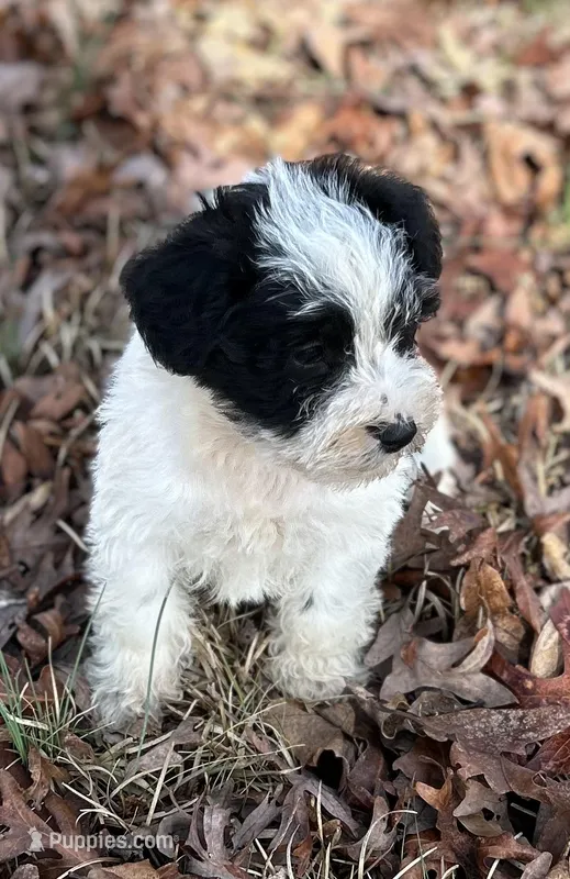 Mr Spot, a male Miniature Schnauzer for sale in Spartanburg, SC – Photo 1 of 3